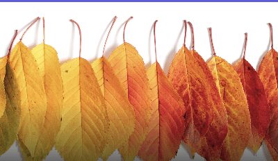 Diversity: A Lesson from Nature